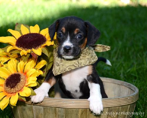 Ti Litter Timone - ADOPTED 10.22.13