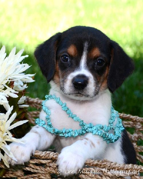 Ti Litter Sky - ADOPTED 10.13.13