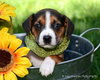 Ti Litter Sparkler - ADOPTED 11.03.13