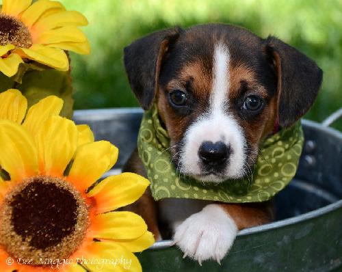 Ti Litter Sparkler - ADOPTED 11.03.13