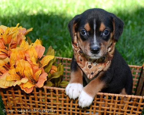 Ti Litter Boomer - ADOPTED 11.17.13