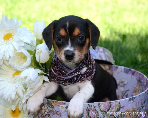 Ti Litter Starry - ADOPTED 11.24.13