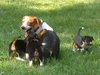 Ti Litter Starry - ADOPTED 11.24.13