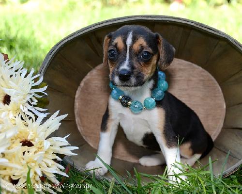 Ti Litter Jazzy - ADOPTED 10.13.13