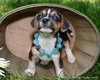 Ti Litter Jazzy - ADOPTED 10.13.13