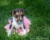 Ti Litter Jazzy - ADOPTED 10.13.13