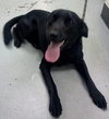 Sunflower-ADOPTED 09.06.13