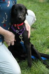 Sunflower-ADOPTED 09.06.13