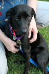 Sunflower-ADOPTED 09.06.13