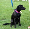 Sunflower-ADOPTED 09.06.13