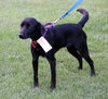 Sunflower-ADOPTED 09.06.13