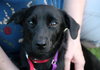 Sunflower-ADOPTED 09.06.13