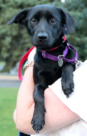 Sunflower-ADOPTED 09.06.13