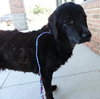 Blackie-ADOPTED 09.22.13
