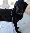 Blackie-ADOPTED 09.22.13