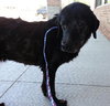 Blackie-ADOPTED 09.22.13