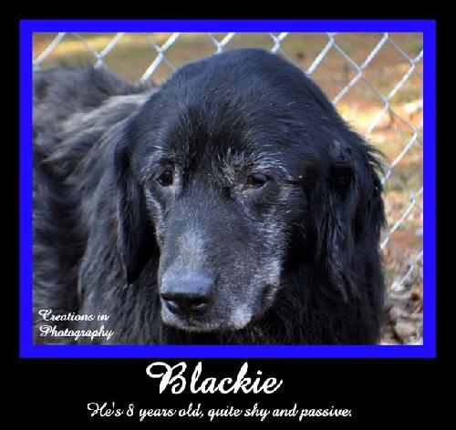 Blackie-ADOPTED 09.22.13