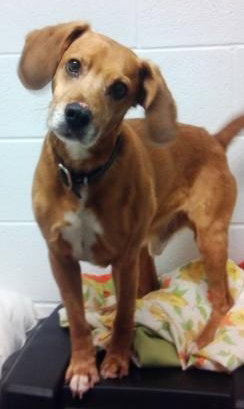 Woody-ADOPTED 09.17.13