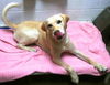 Trinity-ADOPTED 09.14.13