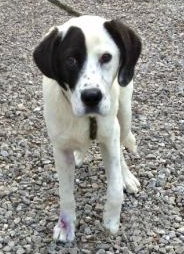 Phantom-ADOPTED 09.12.13