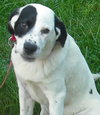 Phantom-ADOPTED 09.12.13