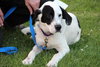 Phantom-ADOPTED 09.12.13