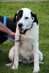 Phantom-ADOPTED 09.12.13