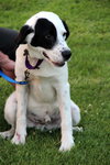 Phantom-ADOPTED 09.12.13