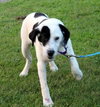 Phantom-ADOPTED 09.12.13