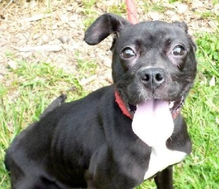 Shelby (CK)-ADOPTED 10.10.13