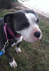 Prudence-ADOPTED 09.28.13