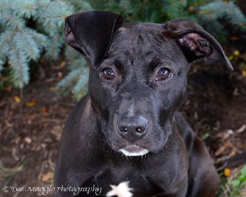 Dexter - ADOPTED 09.27.13