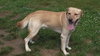 Keystone-ADOPTED 11.02.13