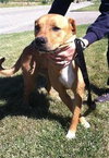 Irina-ADOPTED 09.21.13