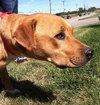 Irina-ADOPTED 09.21.13