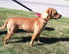 Irina-ADOPTED 09.21.13