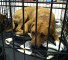 Irina-ADOPTED 09.21.13