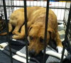 Irina-ADOPTED 09.21.13