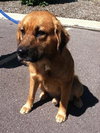 Prince Caspian-ADOPTED 09.21.13
