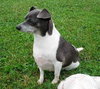 Pop Rocks - ADOPTED 02.23.14