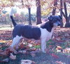 Pop Rocks - ADOPTED 02.23.14
