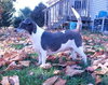 Pop Rocks - ADOPTED 02.23.14