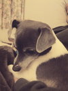 Pop Rocks - ADOPTED 02.23.14