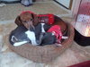 Pop Rocks - ADOPTED 02.23.14
