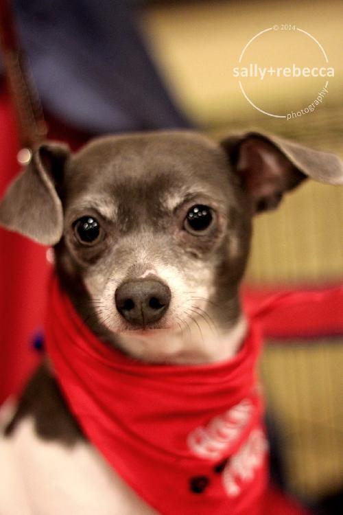 Pop Rocks - ADOPTED 02.23.14