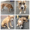 Theo-ADOPTED 09.24.13