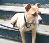 Theo-ADOPTED 09.24.13
