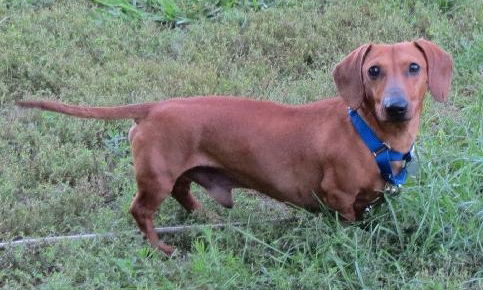 Zeus-ADOPTED 11.22.13