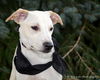 Wi Litter Trenton - ADOPTED 06.26.19