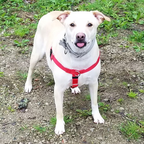 Wi Litter Trenton - ADOPTED 06.26.19